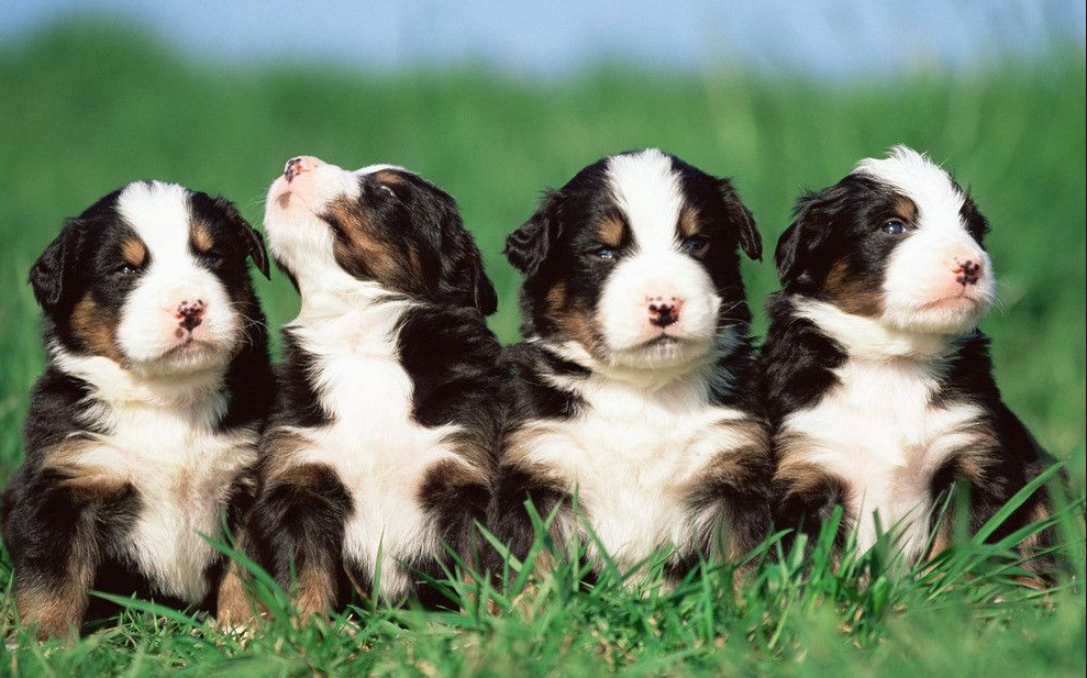 RFID技术落地宠物活体物流：从“防调包”到构建全链路数字信任体系